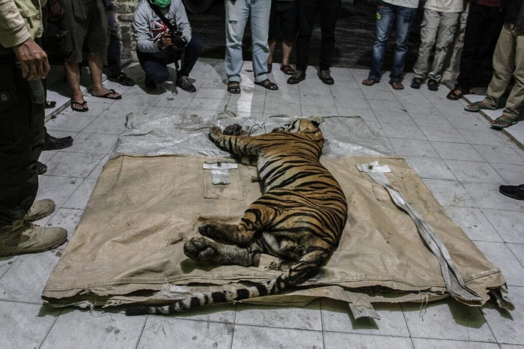 GREENPEACE MUORE TIGRE DI SUMATRA INTRAPPOLATA ALL